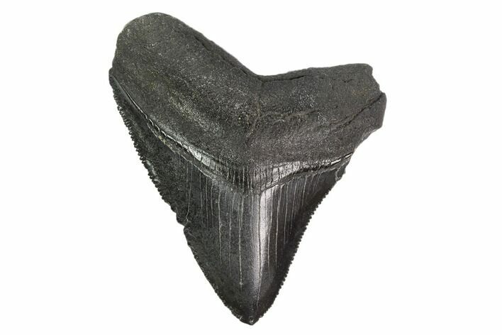 Serrated, Fossil Megalodon Tooth #130092